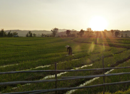 Reisfeld im Shan State