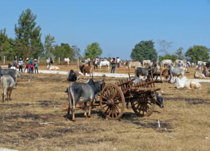 Viehmarkt auf dem Land